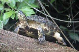 Visiting Tortuguero Rainforest in Costa Rica