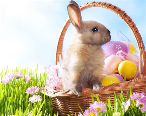 30+ Easter Bunny Wallpapers, Backgrounds, Images | FreeCreatives