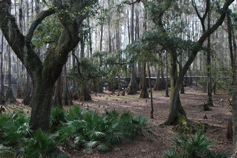 Tallahassee Museum | Florida Hikes!