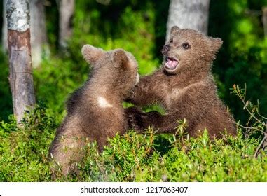 Wild Brown Bear Cub Closeup Stock Photo 700341067 | Shutterstock