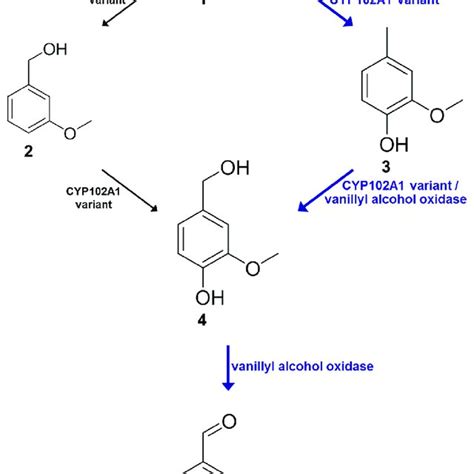 (PDF) An Enzyme Cascade Synthesis of Vanillin