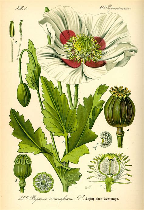 folha da papoula - Pesquisa Google | Botanical drawings, Botanical illustration, Botanical prints