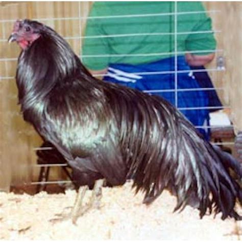 Cackle Hatchery Black Sumatra Chicken - Not Sexed - 436 | Blain's Farm ...