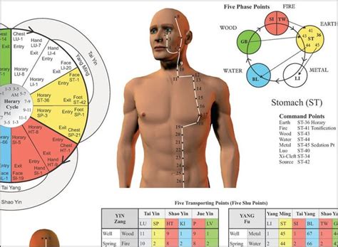 Acupuncture Meridian Points and Pathways Poster 24 X | Etsy | Meridian ...