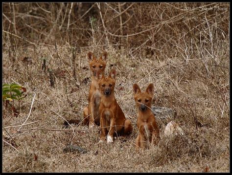 dhole pups (Cuon alpinus) | Three curious dhole pups at Kabi… | Flickr