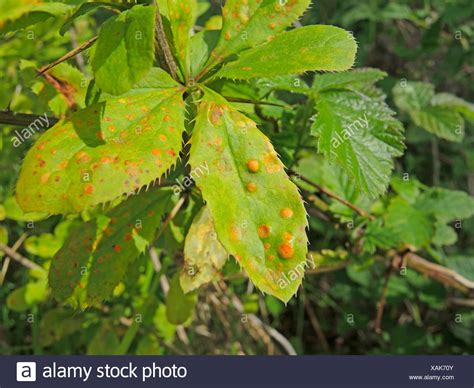 Puccinia Rust Fungus Stock Photos & Puccinia Rust Fungus Stock Images ...