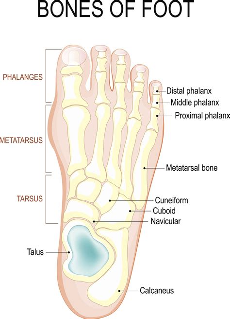 Ball Feet Bone Anatomy