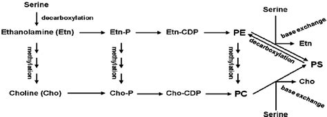 Synthesis of Phosphatidylethanolamine (PE) and Phosphatidylcholine (PC)... | Download Scientific ...