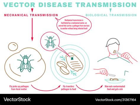 Disease transmission poster Royalty Free Vector Image