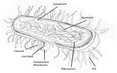 The Existence of Mycobacterium tuberculosis in Microenvironment of Bone ...