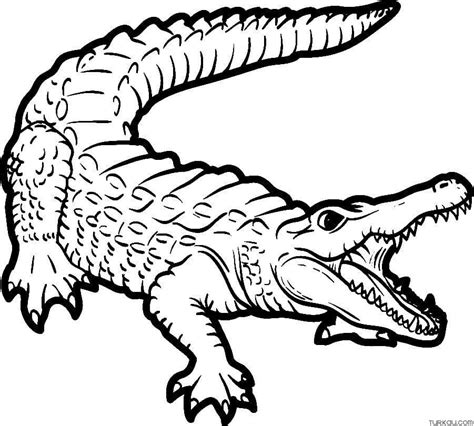 Cool Crocodile Coloring Pages