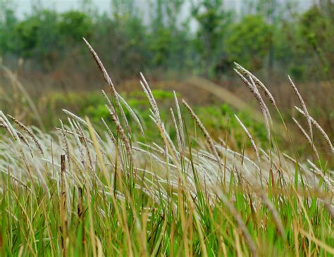 Spring Weeds Free Stock Photo - Public Domain Pictures