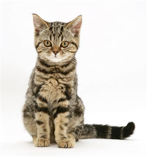 British Shorthair Tabby Kitten Photograph by Jane Burton - Pixels