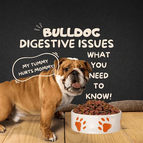 Digestive Issues in English Bulldogs: What You Need to Know