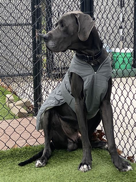 Dog for Adoption - Grayson, a Great Dane in Tinley Park, IL | Alpha Paw