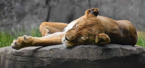 African Lion Habitat | North Carolina Zoo