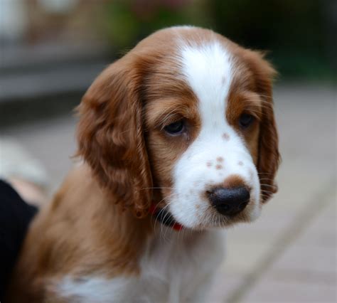 Welsh springer spaniel puppy | Springer spaniel puppies, Welsh springer spaniel puppies, Spaniel ...