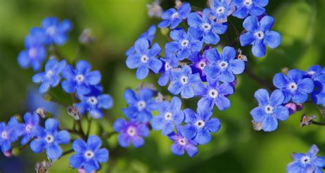 41 Types of Blue Flowers - ProFlowers Blog