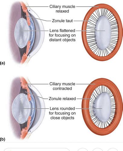 What is the function of the ciliary muscles? - EduRev Class 10 Question