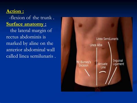 Surface Anatomy Of The Abdomen