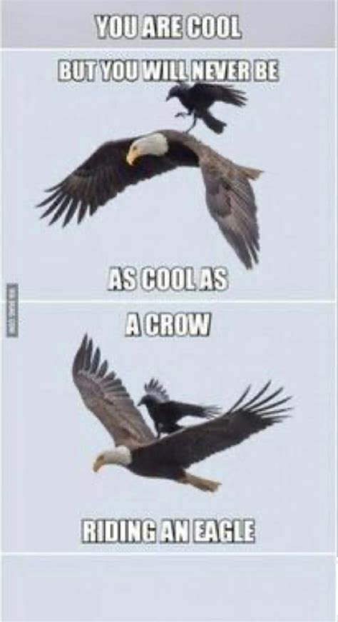 The best Eagle memes :) Memedroid