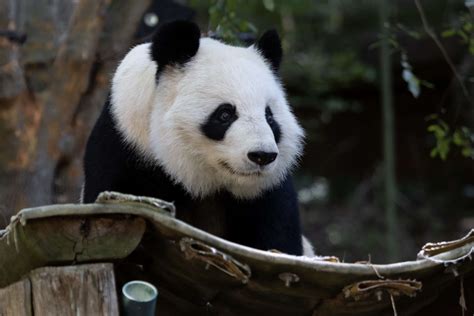 FAQs: Giant Panda Program at Zoo Atlanta - Zoo Atlanta