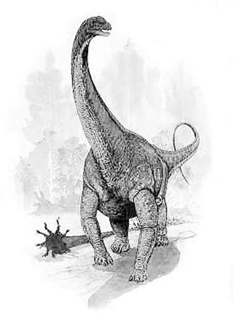 Argentinosaurus | Natural History Museum