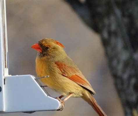 Yellow cardinal? - FeederWatch