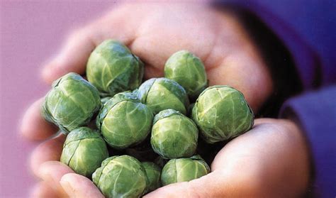 It’s all about Brussels Sprouts! - Phoenix FM