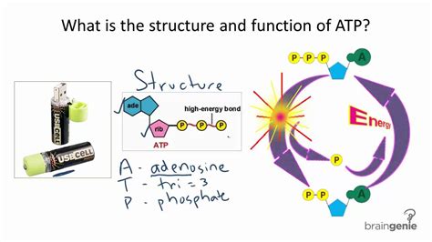 3.1.3 what is the structure and function of ATP - YouTube