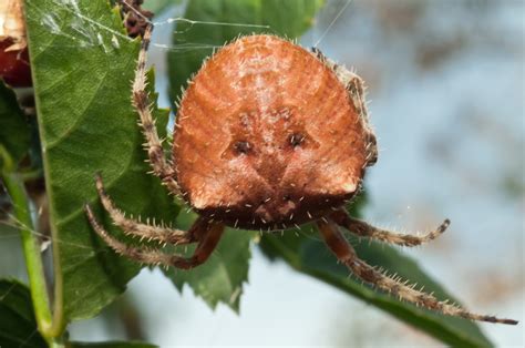 Bugs of Mackie: Cat-Faced Spider - Araneus gemmoides