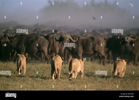 AFRICAN LIONS HUNTING Stock Photo - Alamy