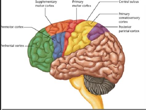 Chapter 12: The CNS (Brain and Spinal Cord) Flashcards - Easy Notecards