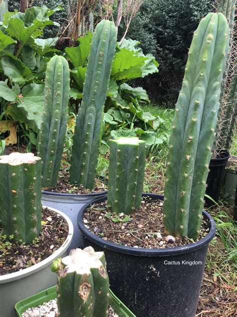 Trichocereus Pachanoi | San Pedro Cactus Seeds | Cactus Kingdom