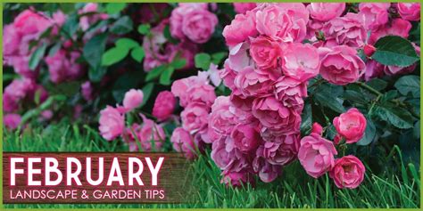 February Landscape & Garden Tips