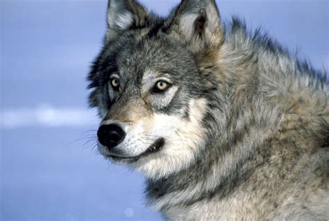 Are Yellowstone Elk Afraid of the Big Bad Wolf?