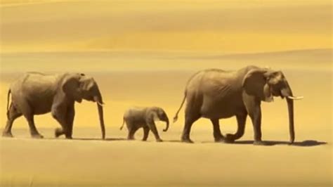 Elephants in the Namib Desert | Wild Africa | BBC Earth - YouTube