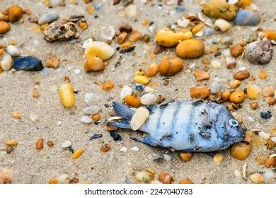 Dead Sea Fish On Beach Stock Photo 2247040783 | Shutterstock