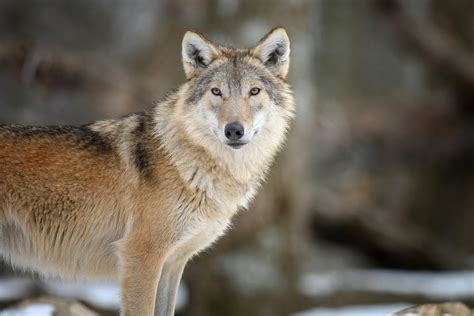 Are North American Wolves Endangered? - The Wolf Center