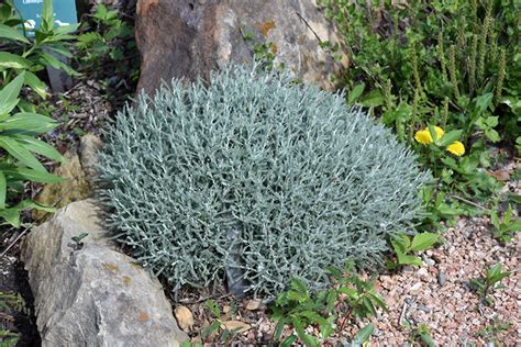 Cotton Lavender (Santolina chamaecyparissus) in Augusta Manchester Lewiston Waterville Maine ME ...