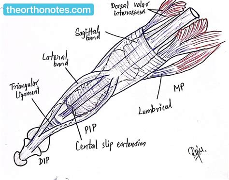 Extensor Tendon Anatomy