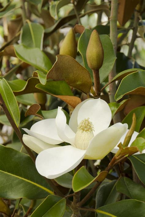 Bracken's Brown Beauty Magnolia, Monrovia Plant