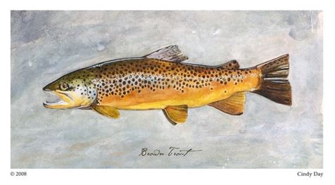 Brown Trout Painting