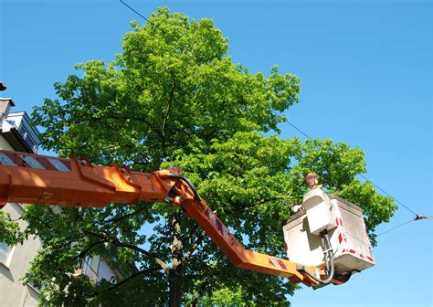 Winter Tree Care: Tree Trimming and Pruning – Professional Tree Service ...