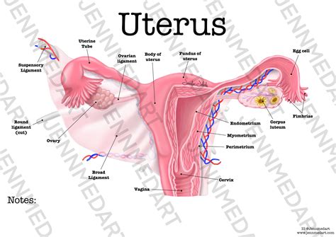 Uterus Anatomy Worksheet Single FILLED Digital Download Human Anatomy Chart Anatomy Art Learning ...