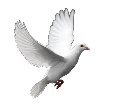 Dove PNG Transparent Dove.PNG Images. | PlusPNG