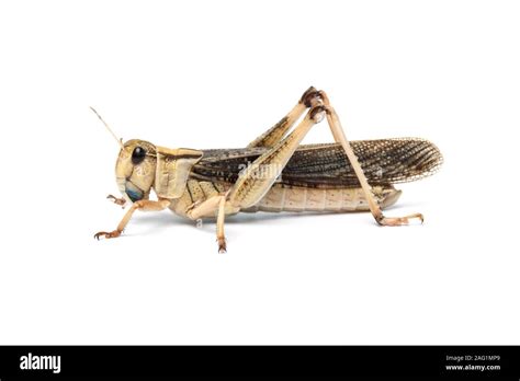 Migratory locust, Locusta migratoria, Africa Stock Photo - Alamy