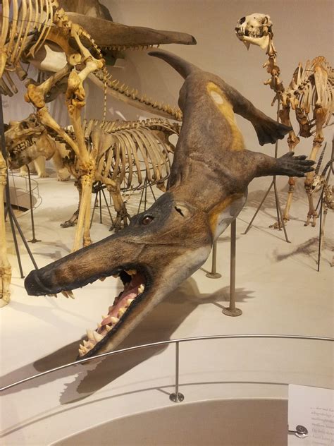 Ambulocetus at Natural History Museum of Denmark. Ambulocetus was an early cetacean tha ...