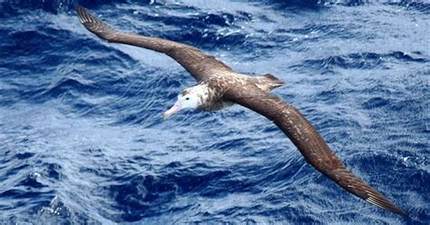 Tristan Albatross--Critically Endangered