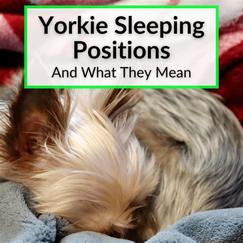 Yorkie Sleeping Positions (And What They Mean)